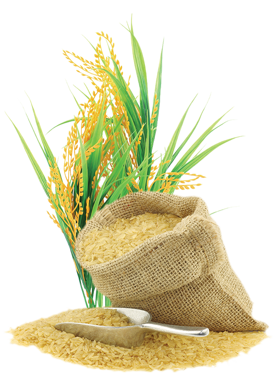 Rice